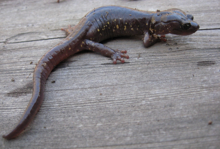 Arboreal Salamander